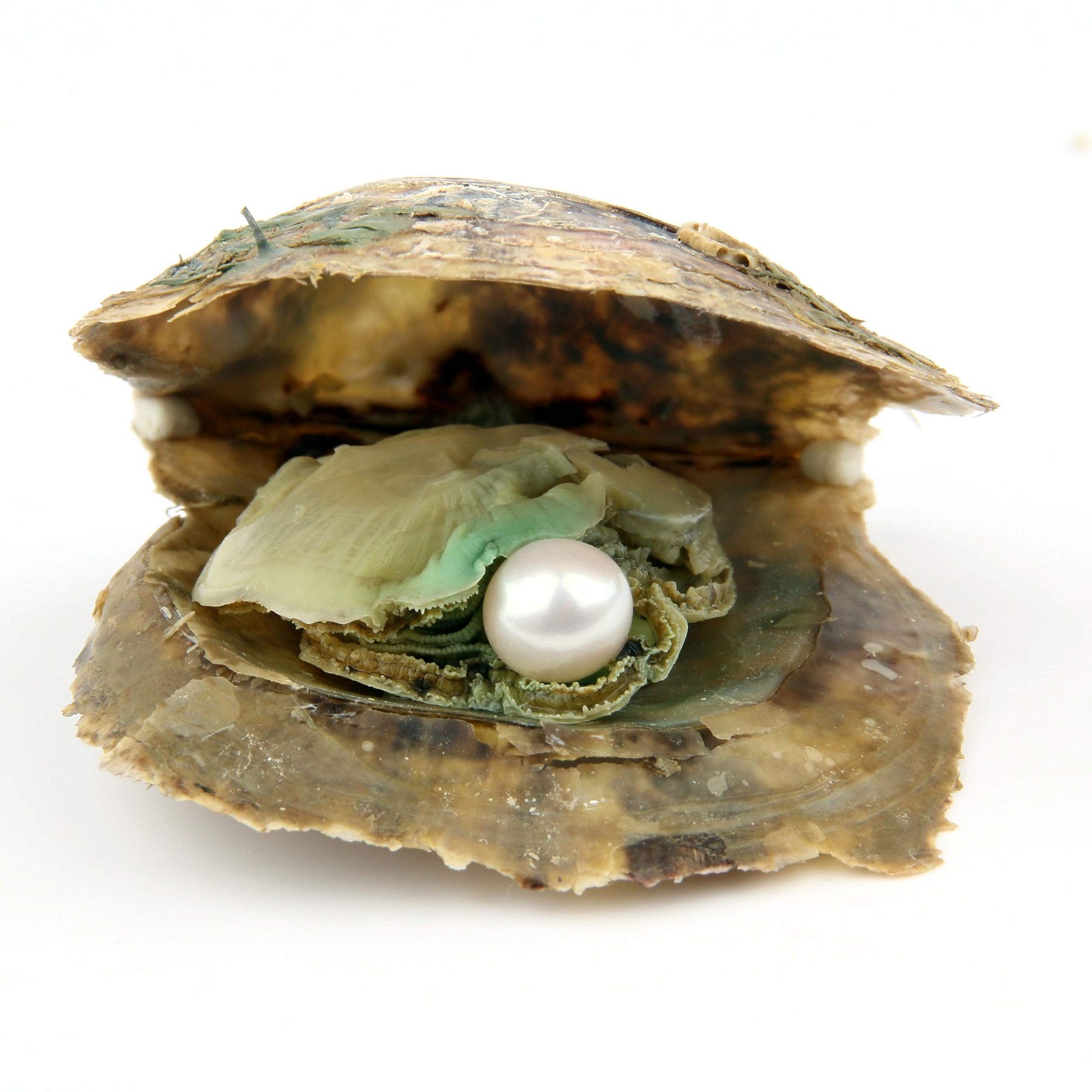 4PCS Saltwater Akoya Cultured Pearl Oyster with round Pearl (6.5-7.5Mm) inside J