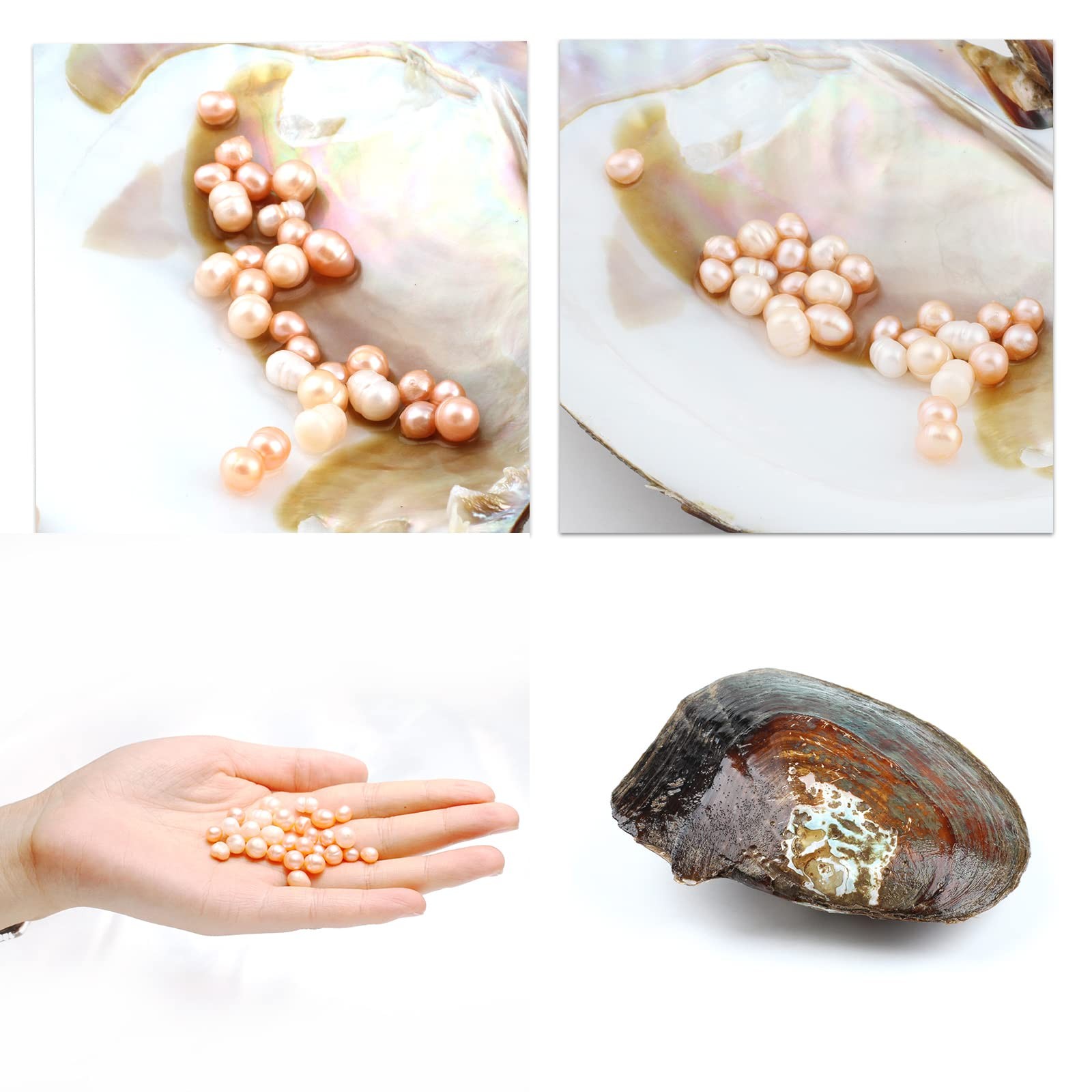Oyster Pearls, Monster Oysters with Pearls Inside 5-8mm 25 PCs Cultured Fresh…