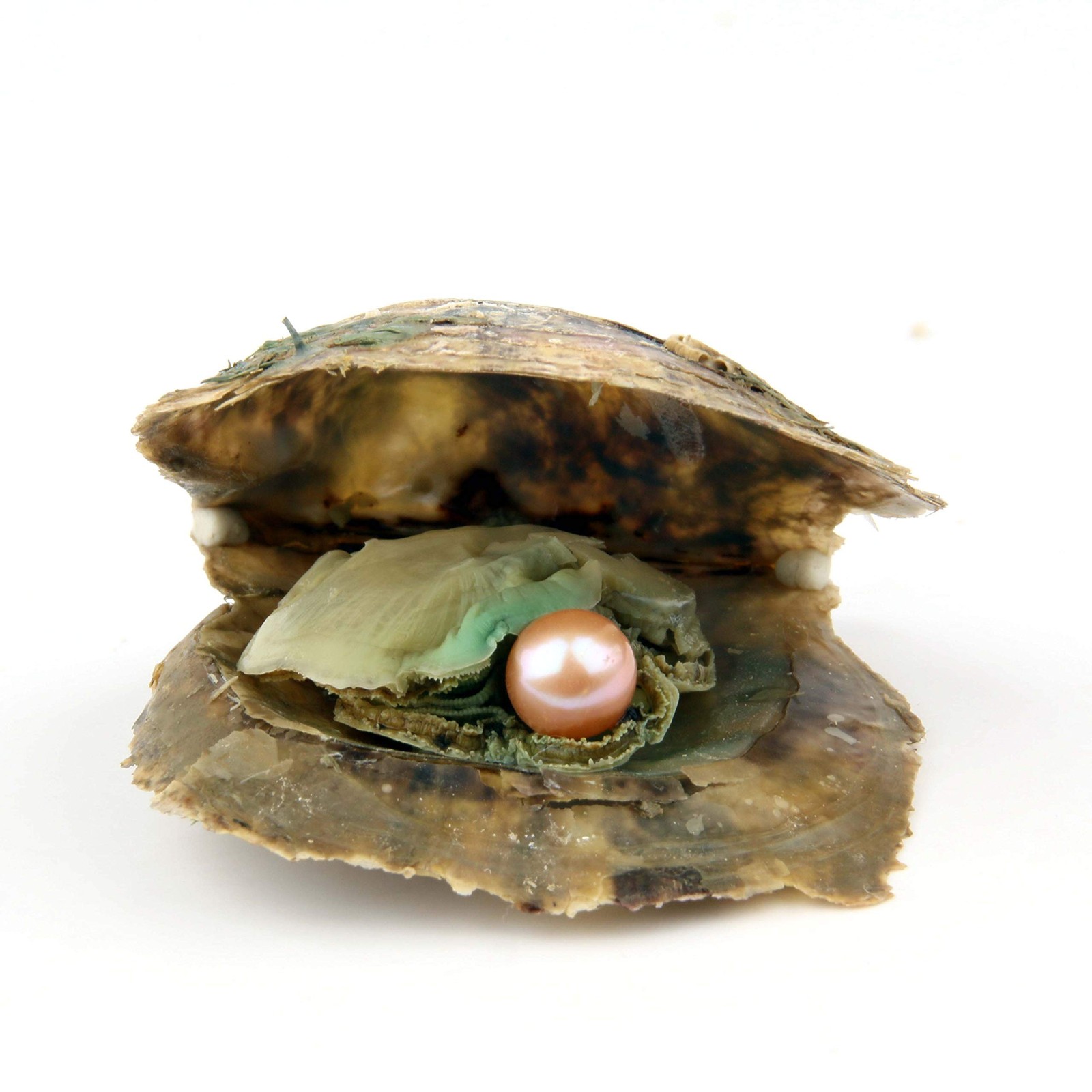 4PCS Saltwater Akoya Cultured Pearl Oyster with round Pearl (6.5-7.5Mm) inside J