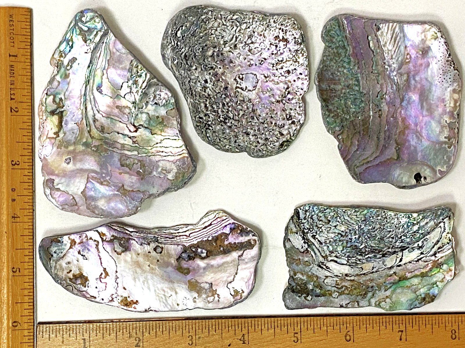 5 Pieces Abalone Shell NorCal Coast Found, Surf Tumbled, Jewelry Pendants 9.75oz