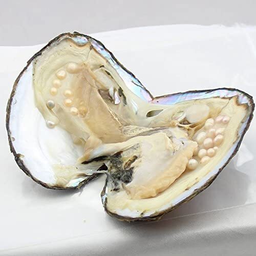 jessie Big Oysters with Plenty of Pearls Inside, 1 PC Cultured Freshwater Oyster