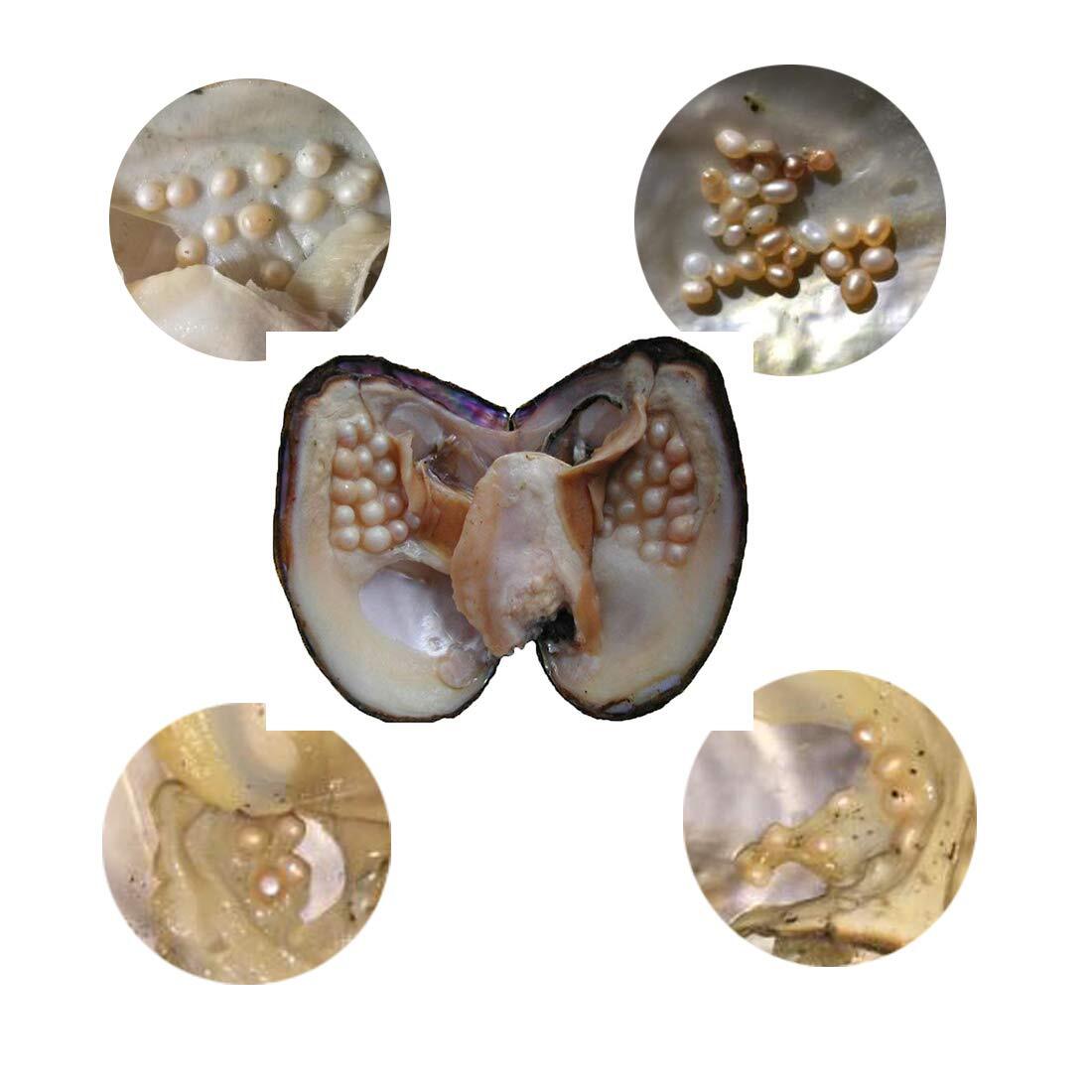 Oyster Pearls Freshwater Cultured Big Oysters With Pearls Inside Pearl An Oyster
