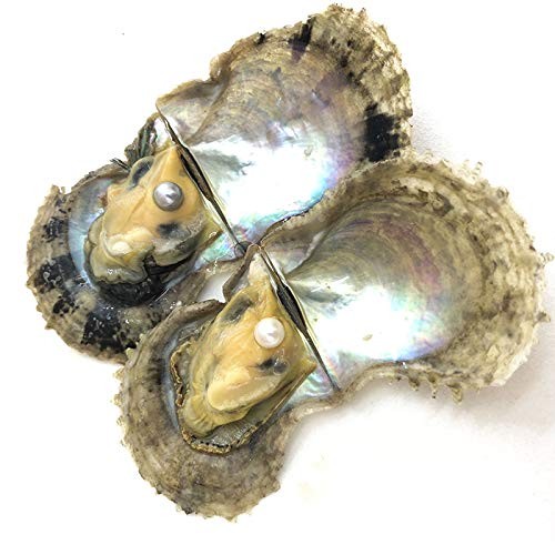 4PC Saltwater Love Wish Akoya Pearl Oyster with Pearls Inside (6-8mm, 4PC)