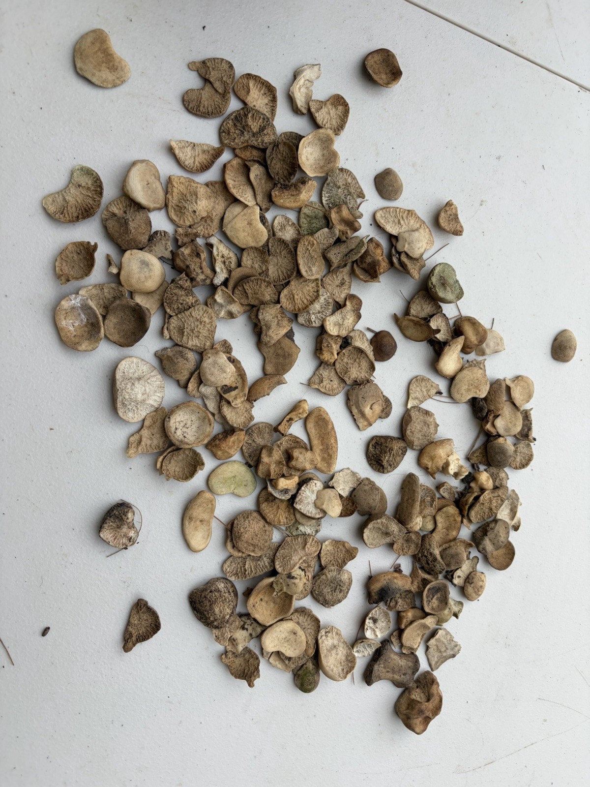 Whitetail Deer Bone Disc Lot Ethically Sourced Nature Cleaned Spine Disc Verts