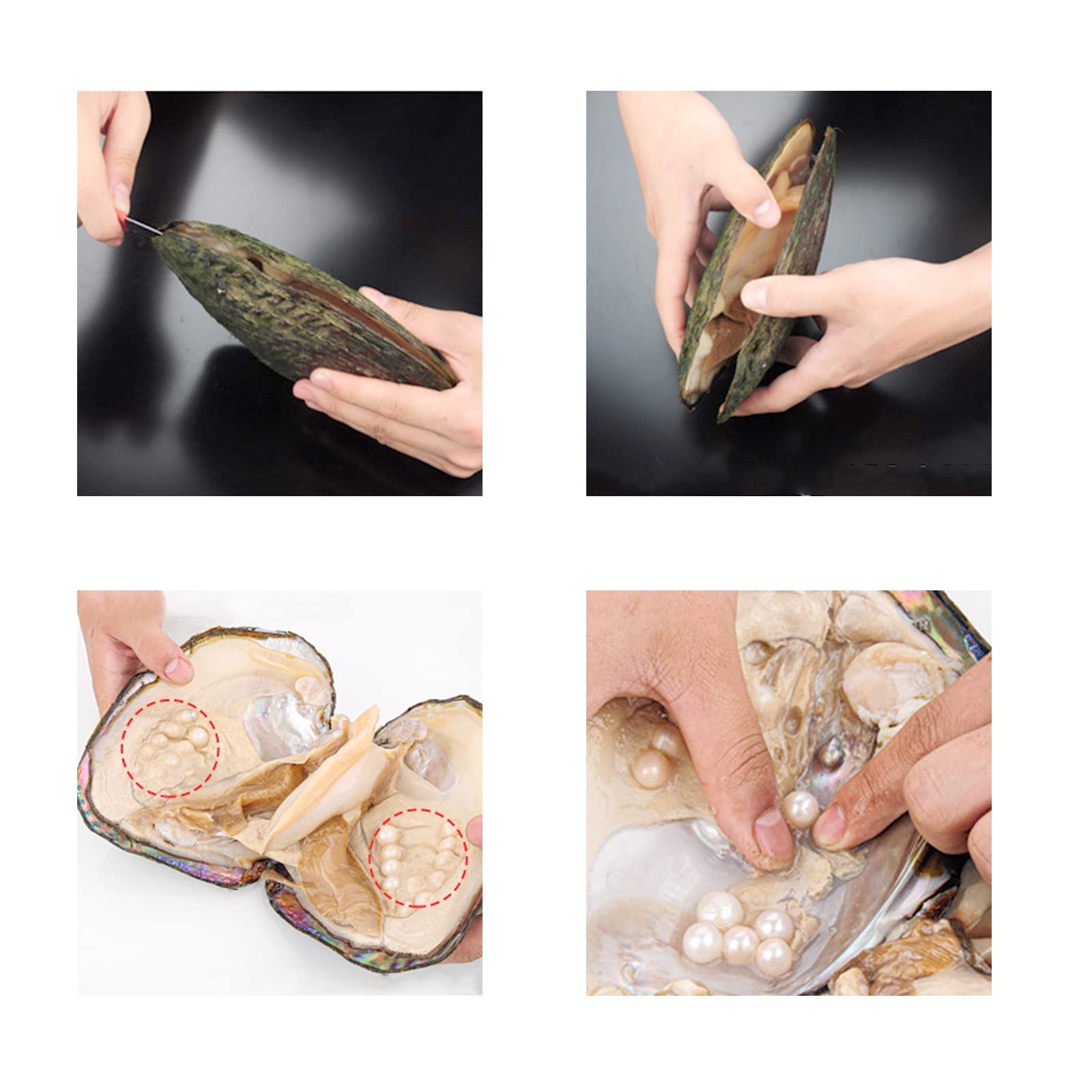 Oyster Pearls, Monster Oysters with Pearls Inside 5-8mm 25 PCs Cultured Fresh…