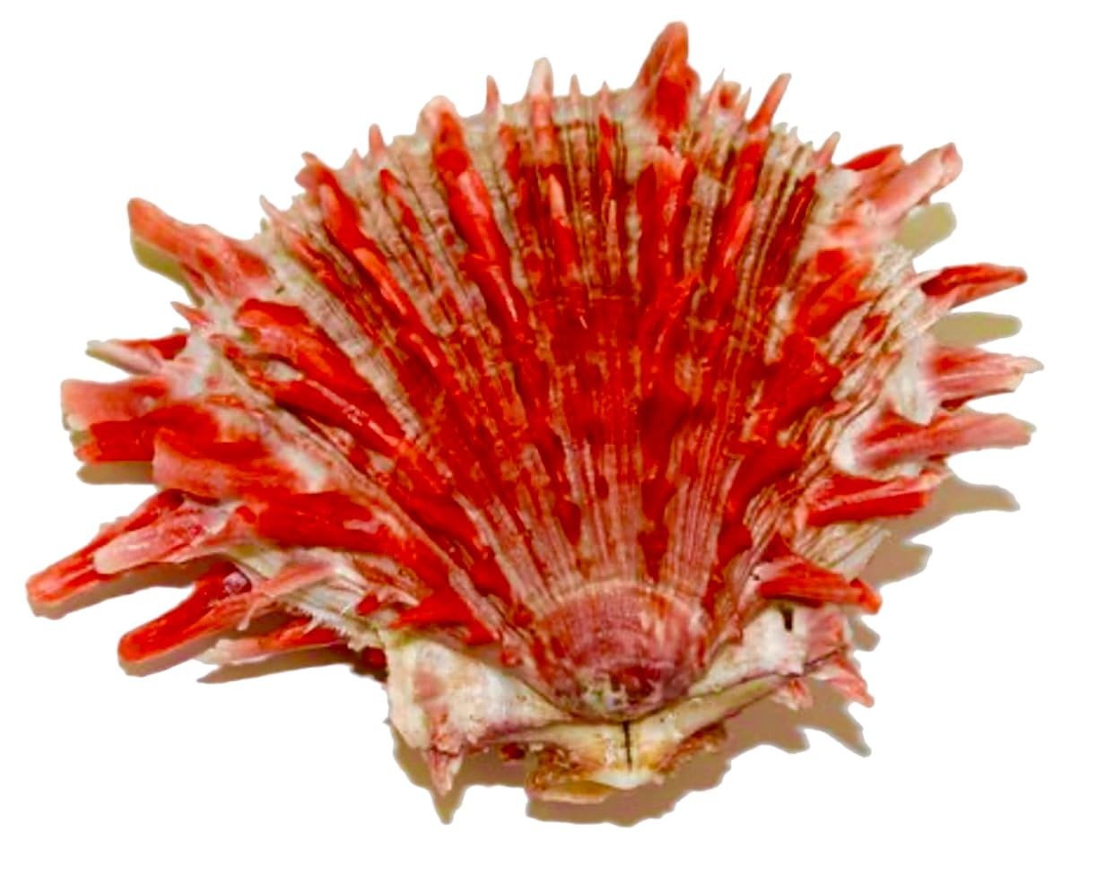Abc Gems Usa Abcgems Red Spiny Oyster Shell Beads Mexico Spondylus – Ethically