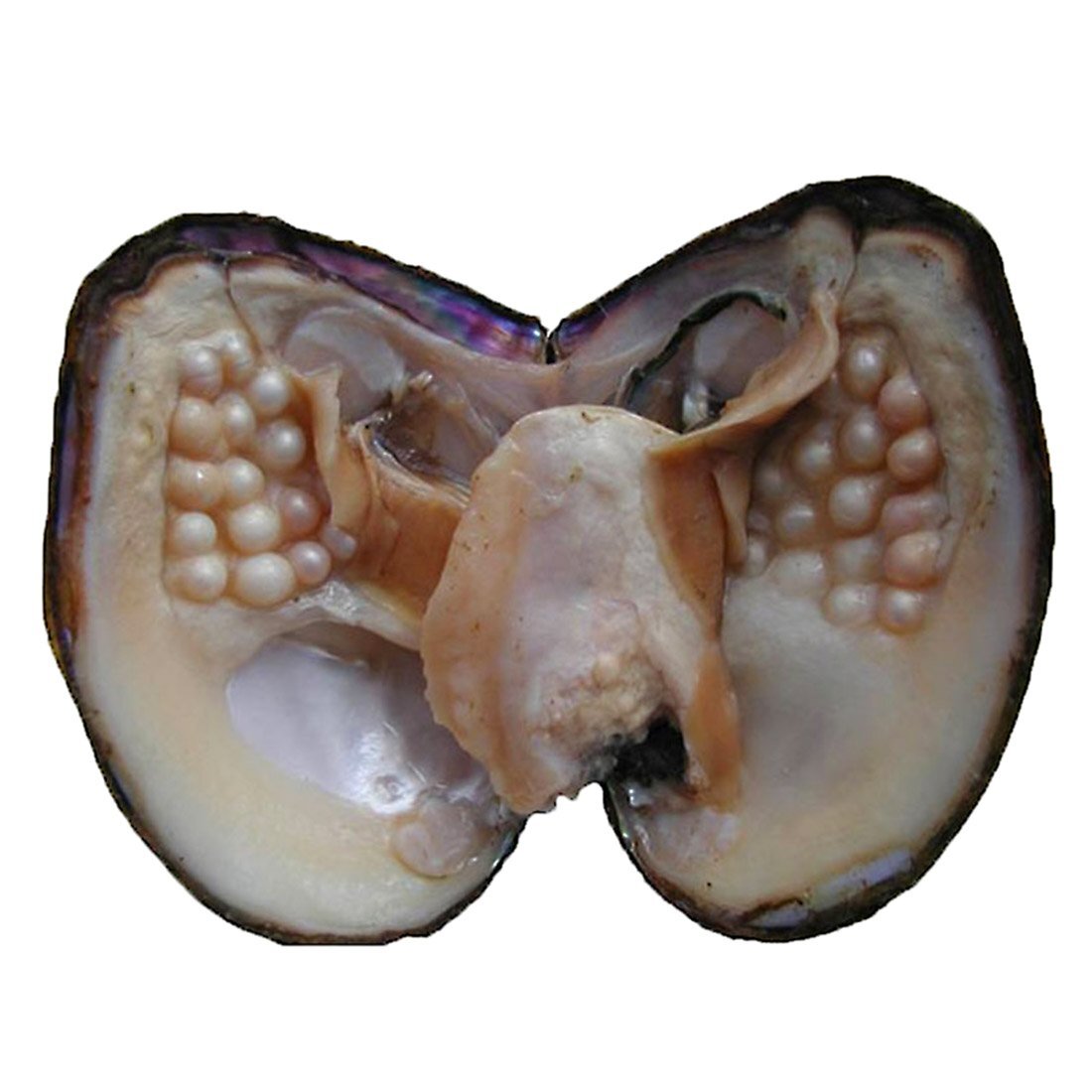 Oyster Pearls Freshwater Cultured Big Oysters With Pearls Inside Pearl An Oyster