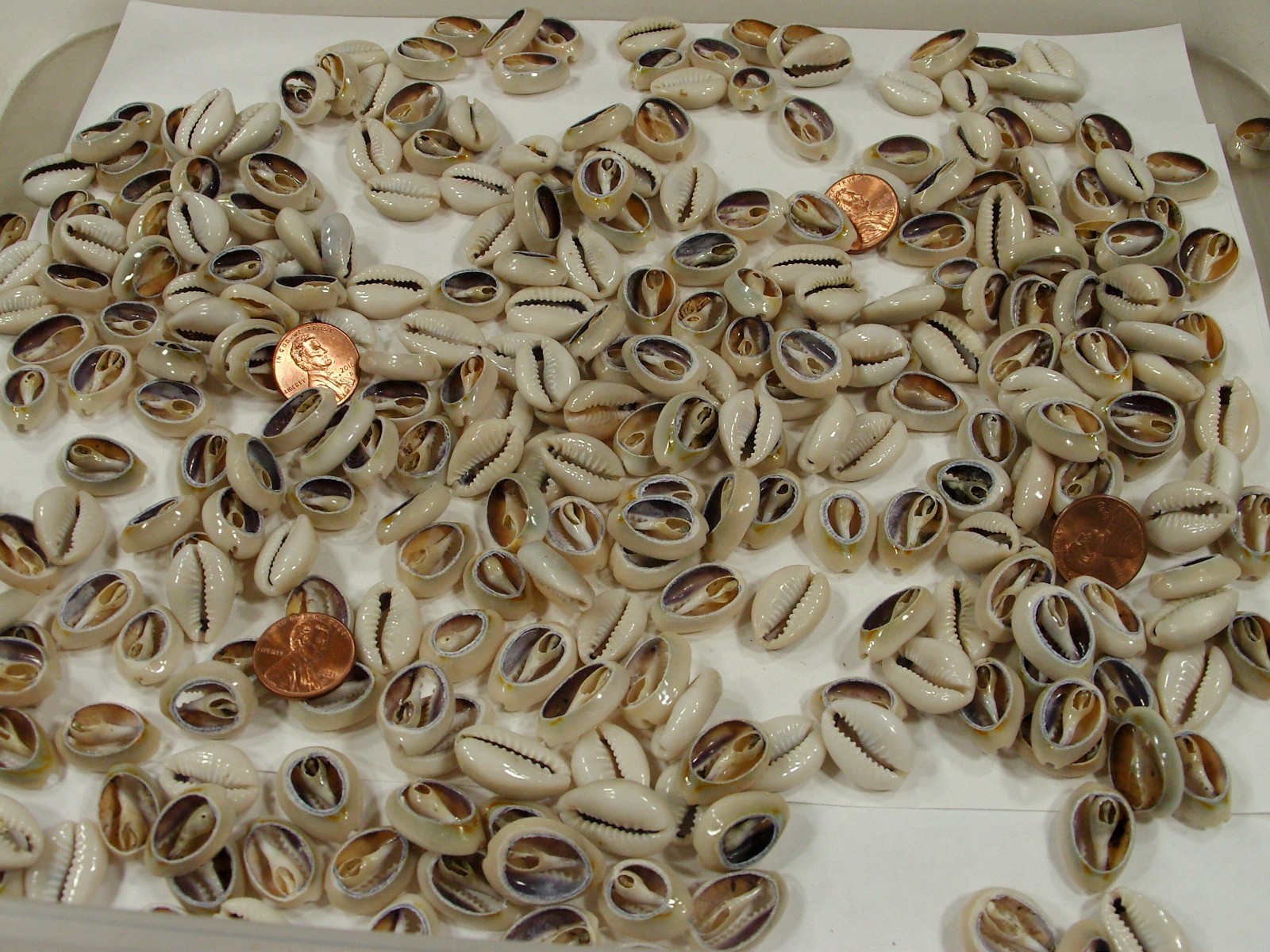 4 Pounds 1,600 PCS Cut Cowrie Shells Wholesale Bulk Lot (No Holes) (UDP-70B)