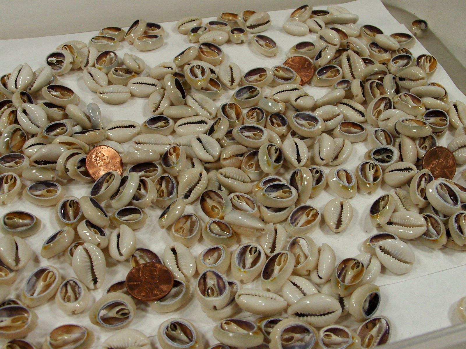 4 Pounds 1,600 PCS Cut Cowrie Shells Wholesale Bulk Lot (No Holes) (UDP-70B)