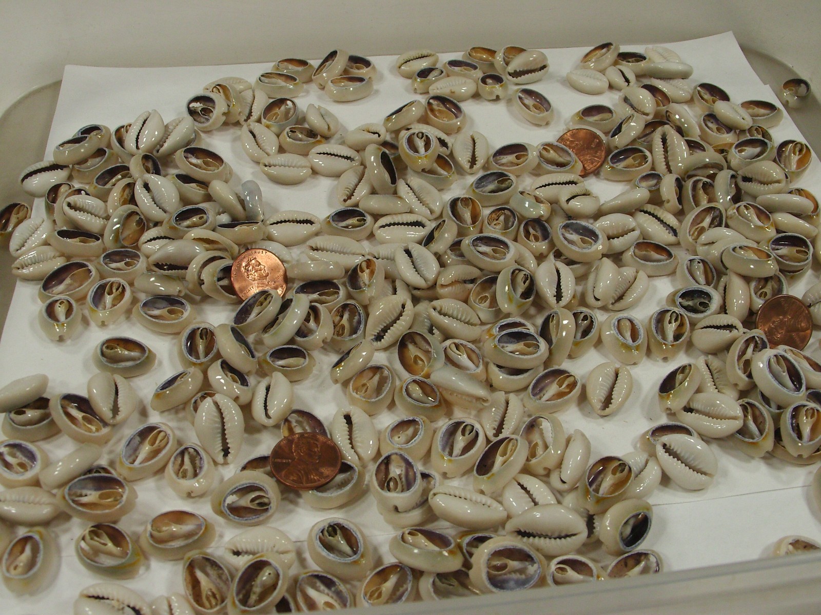 4 Pounds 1,600 PCS Cut Cowrie Shells Wholesale Bulk Lot (No Holes) (UDP-70B)