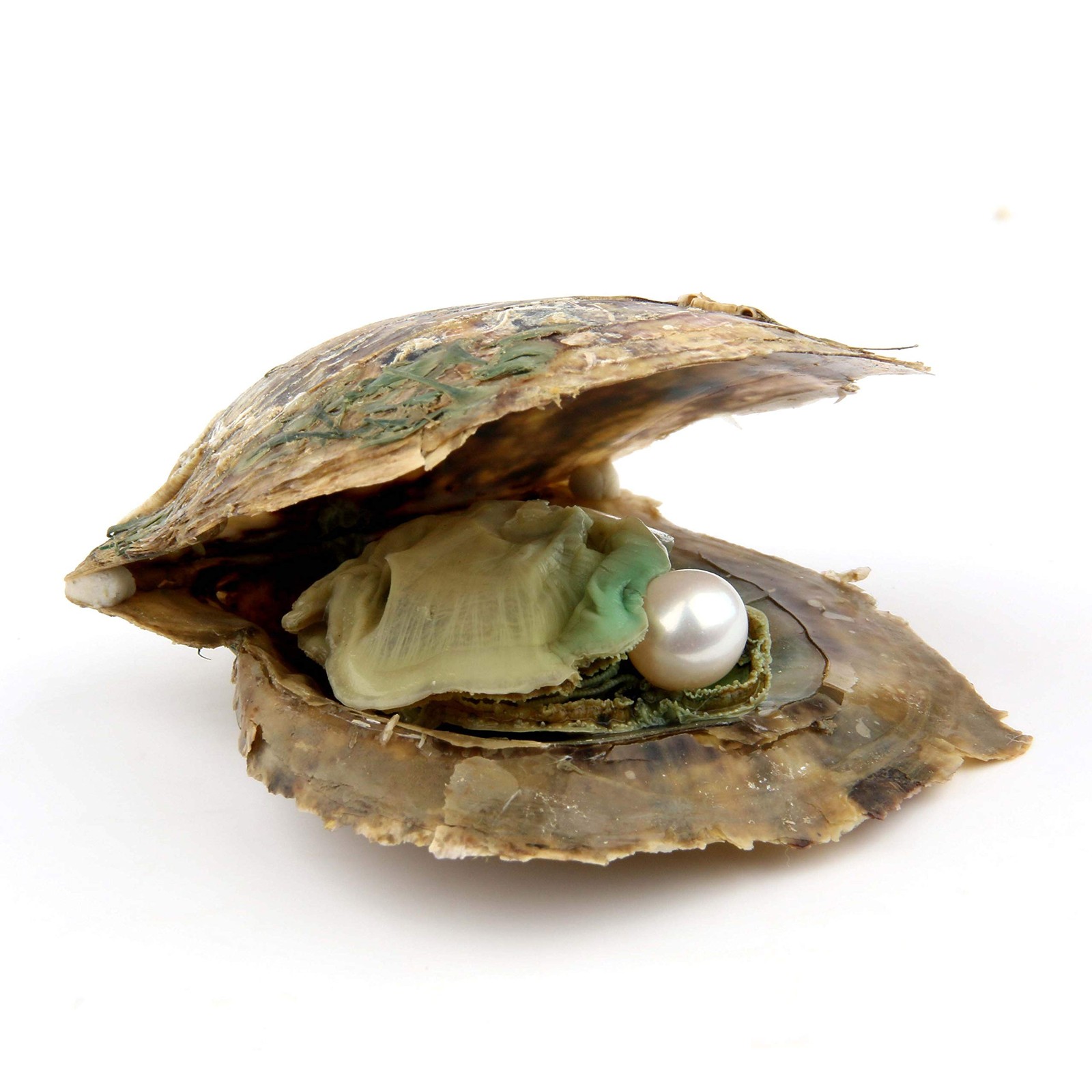 4PCS Saltwater Akoya Cultured Pearl Oyster with round Pearl (6.5-7.5Mm) inside J