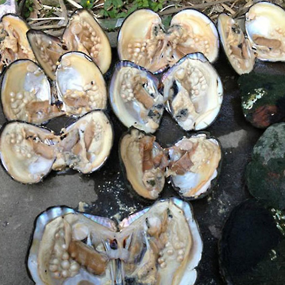 Oyster Pearls Freshwater Cultured Big Oysters With Pearls Inside Pearl An Oyster