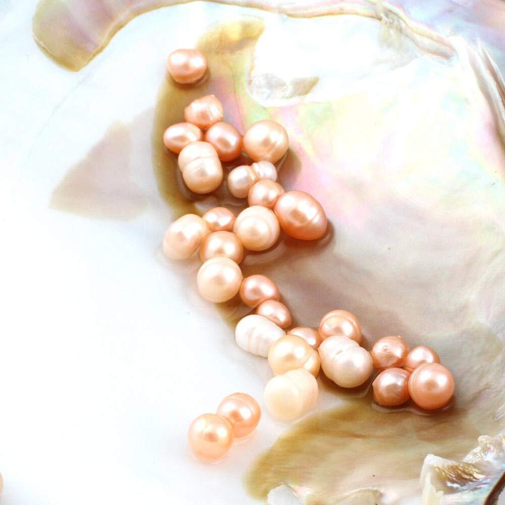 Oyster Pearls Freshwater Cultured Big Oysters With Pearls Inside Pearl An Oyster