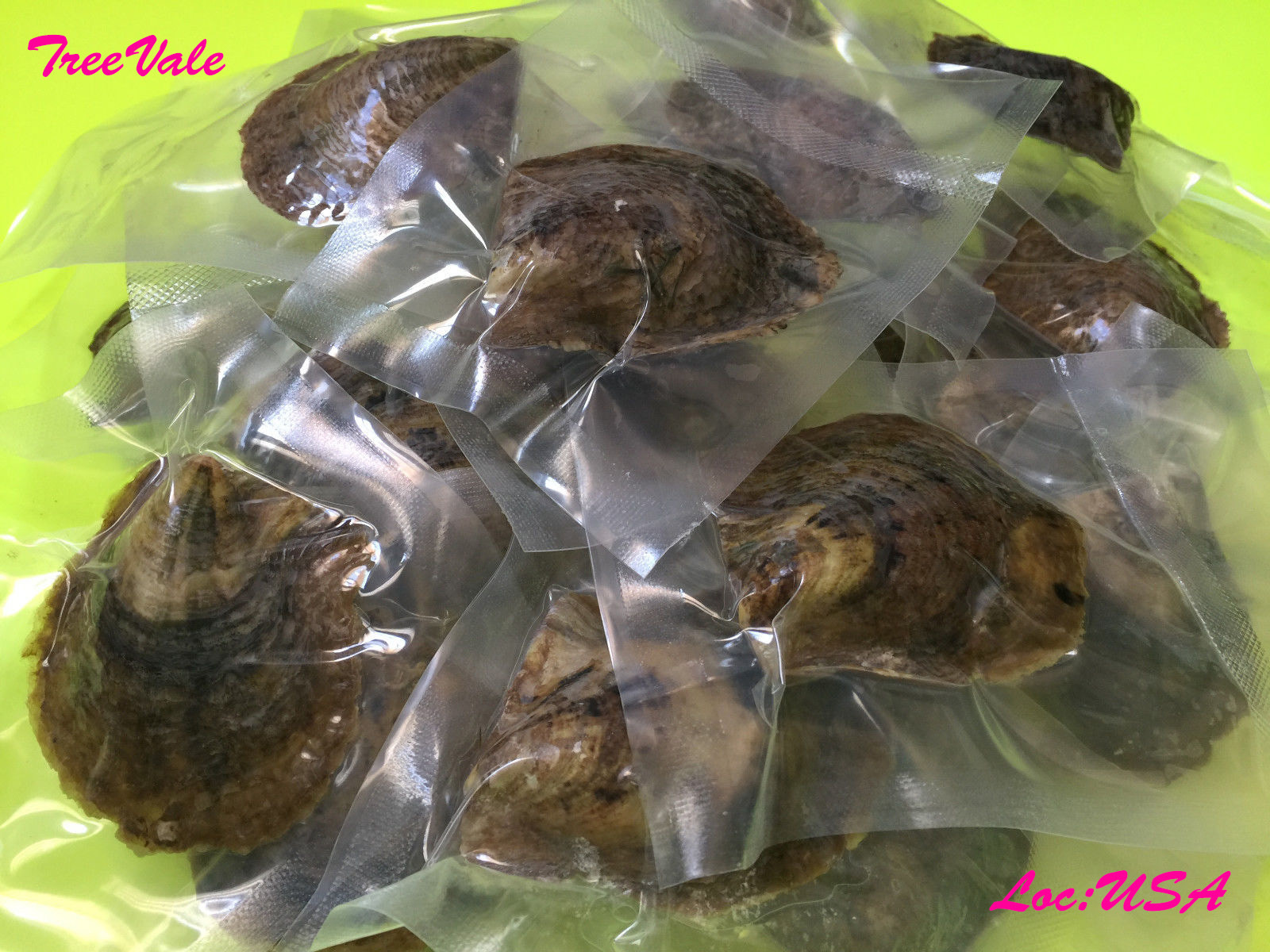 20 Akoya Oysters with LARGE pearls – Individually Vacuum Sealed